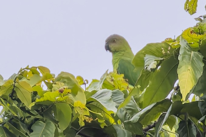 Lorito Heteróclito (Heteróclito) - ML640641939