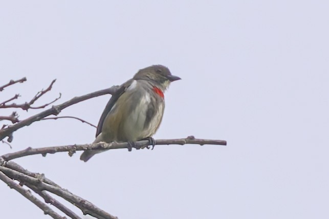 Red-banded Flowerpecker - ML640641963