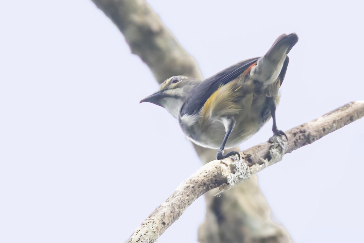 Red-banded Flowerpecker - ML640641964