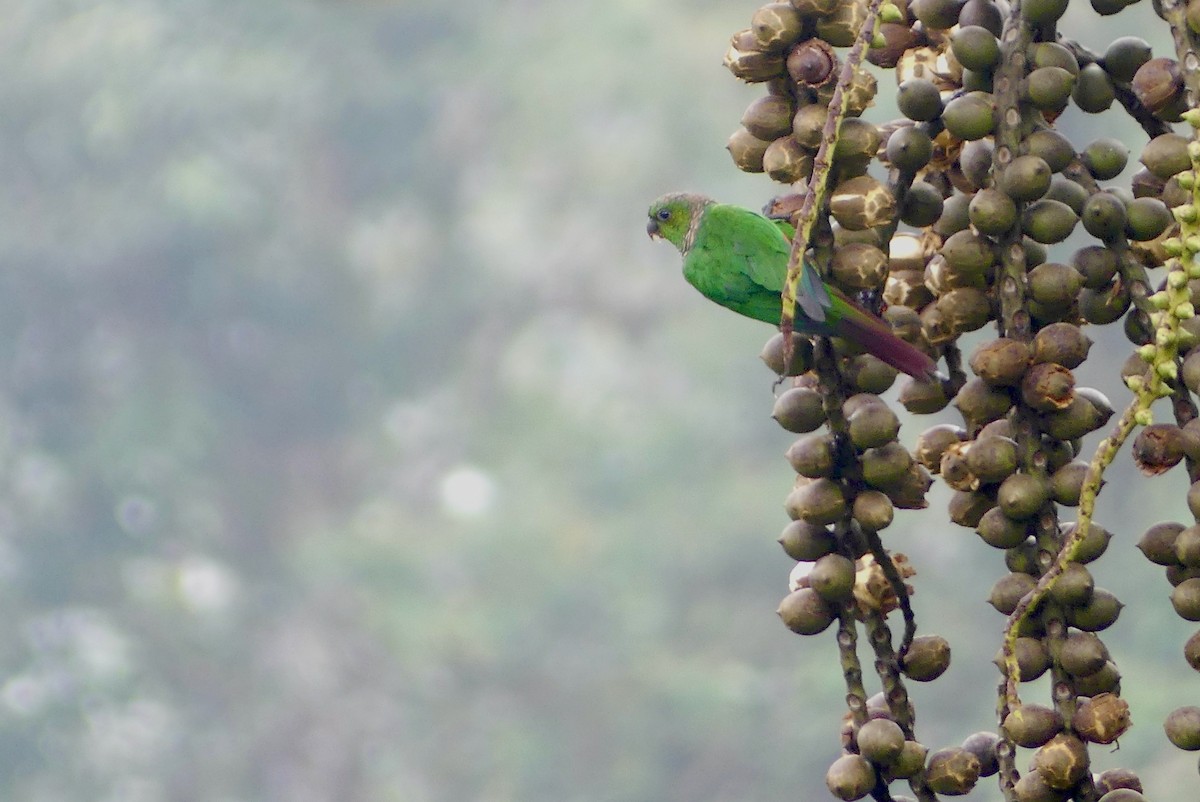Maroon-tailed Parakeet (Choco) - ML640641969
