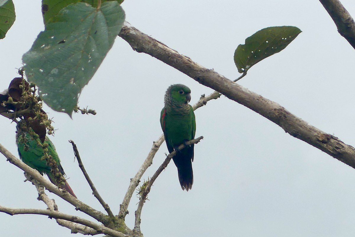 Maroon-tailed Parakeet (Choco) - ML640641970