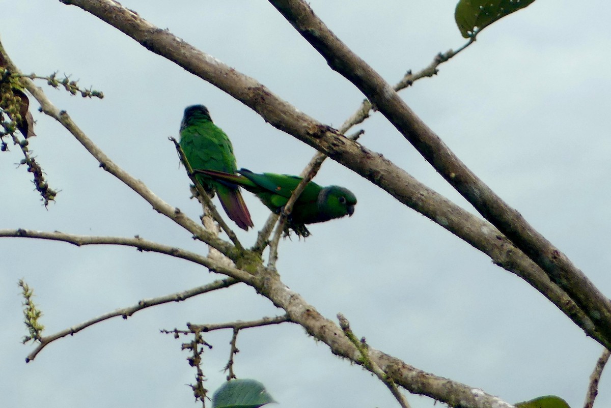 Maroon-tailed Parakeet (Choco) - ML640641971