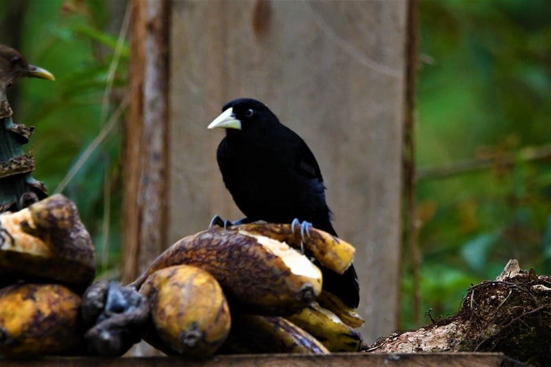 Yellow-billed Cacique - ML640641992