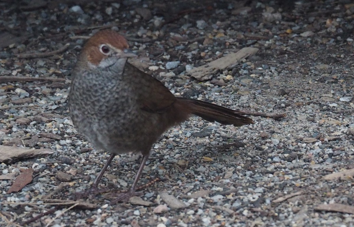 Rufous Bristlebird - ML640642021