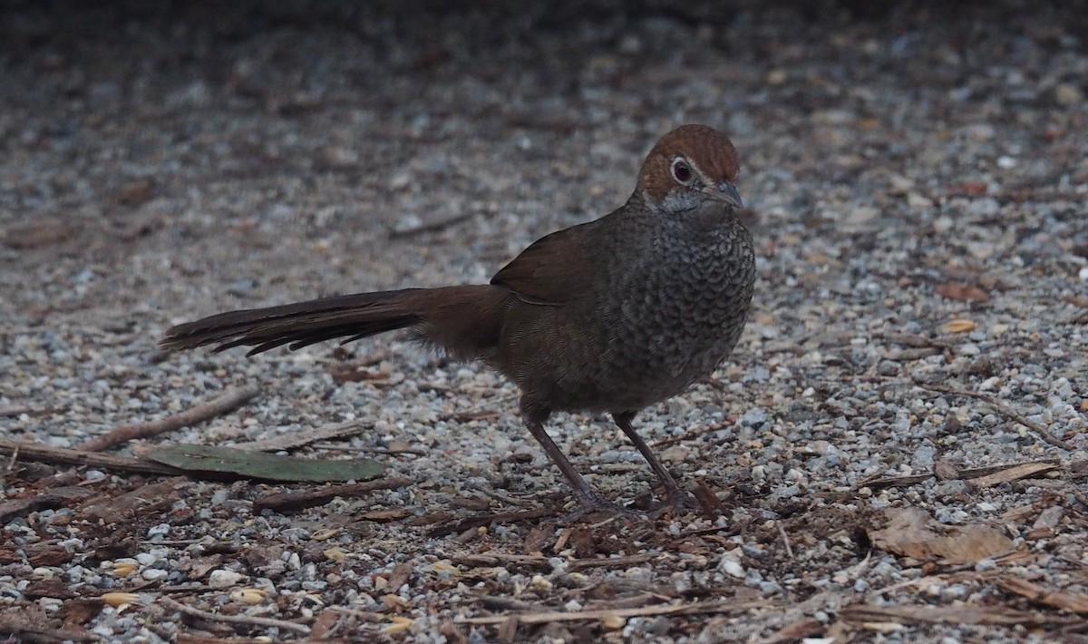 Rufous Bristlebird - ML640642022