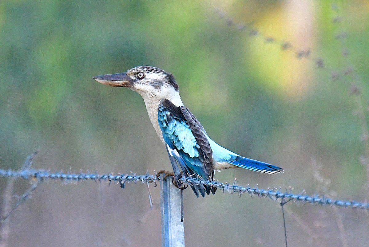 Blauflügelliest - ML640642053