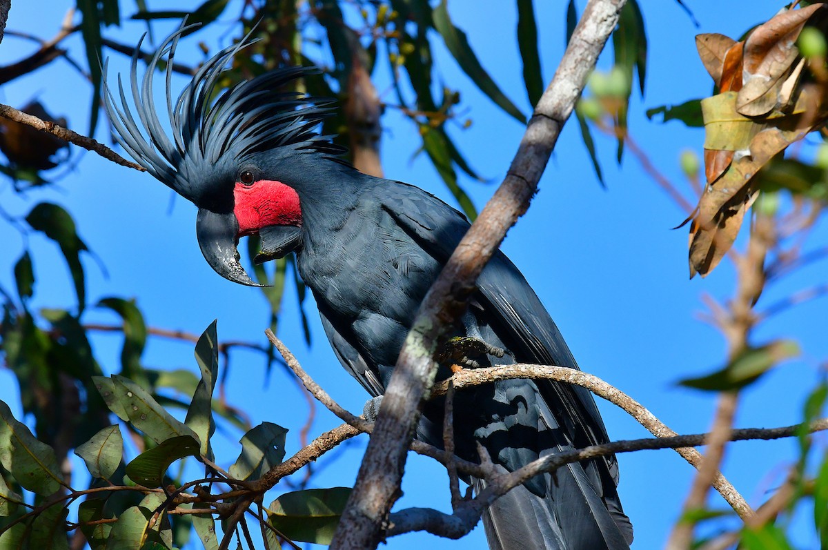 Cacatúa Enlutada - ML640642060