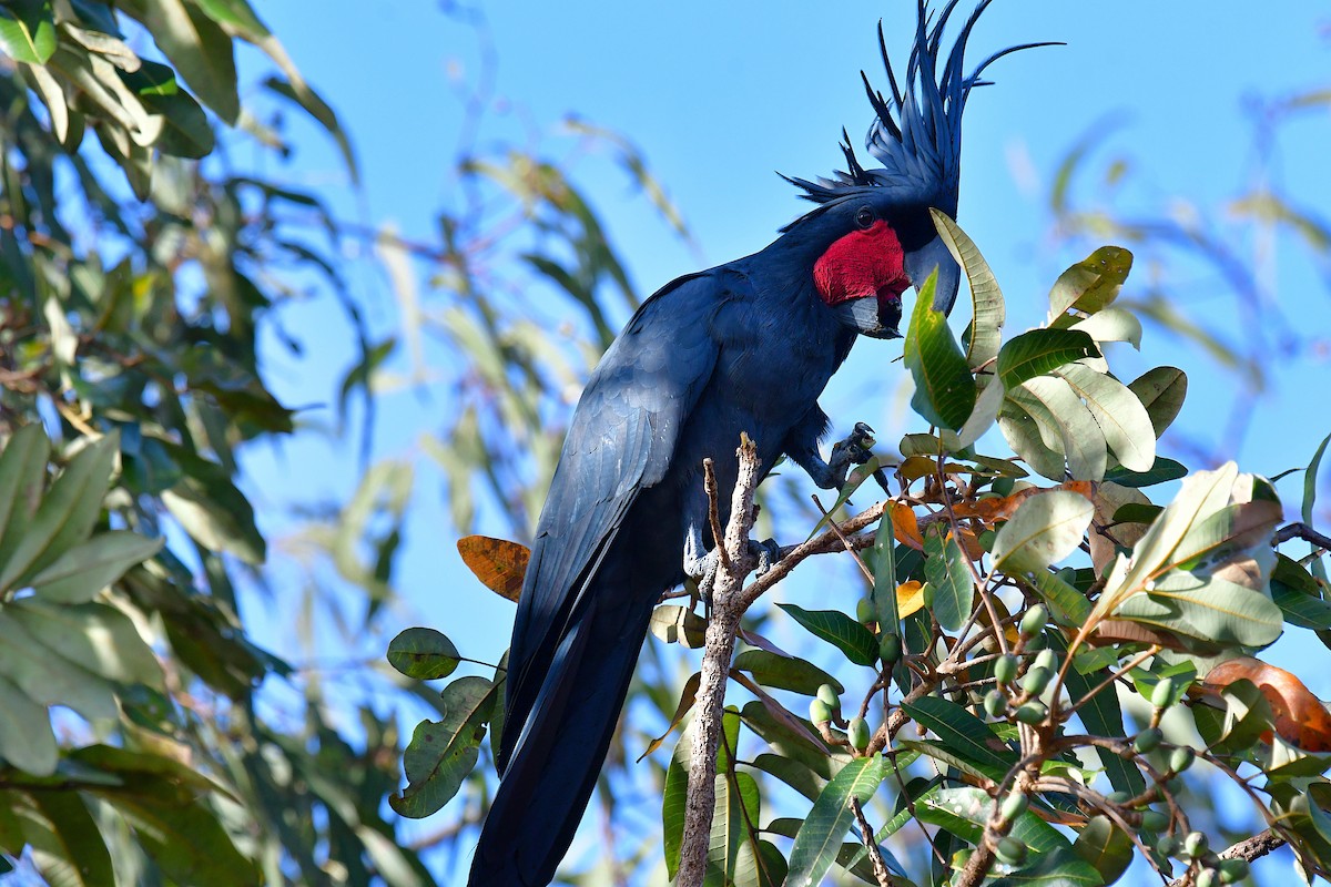 Cacatúa Enlutada - ML640642061