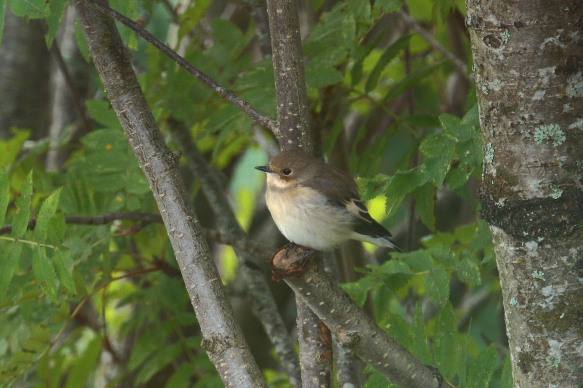 European Pied Flycatcher - ML640642080