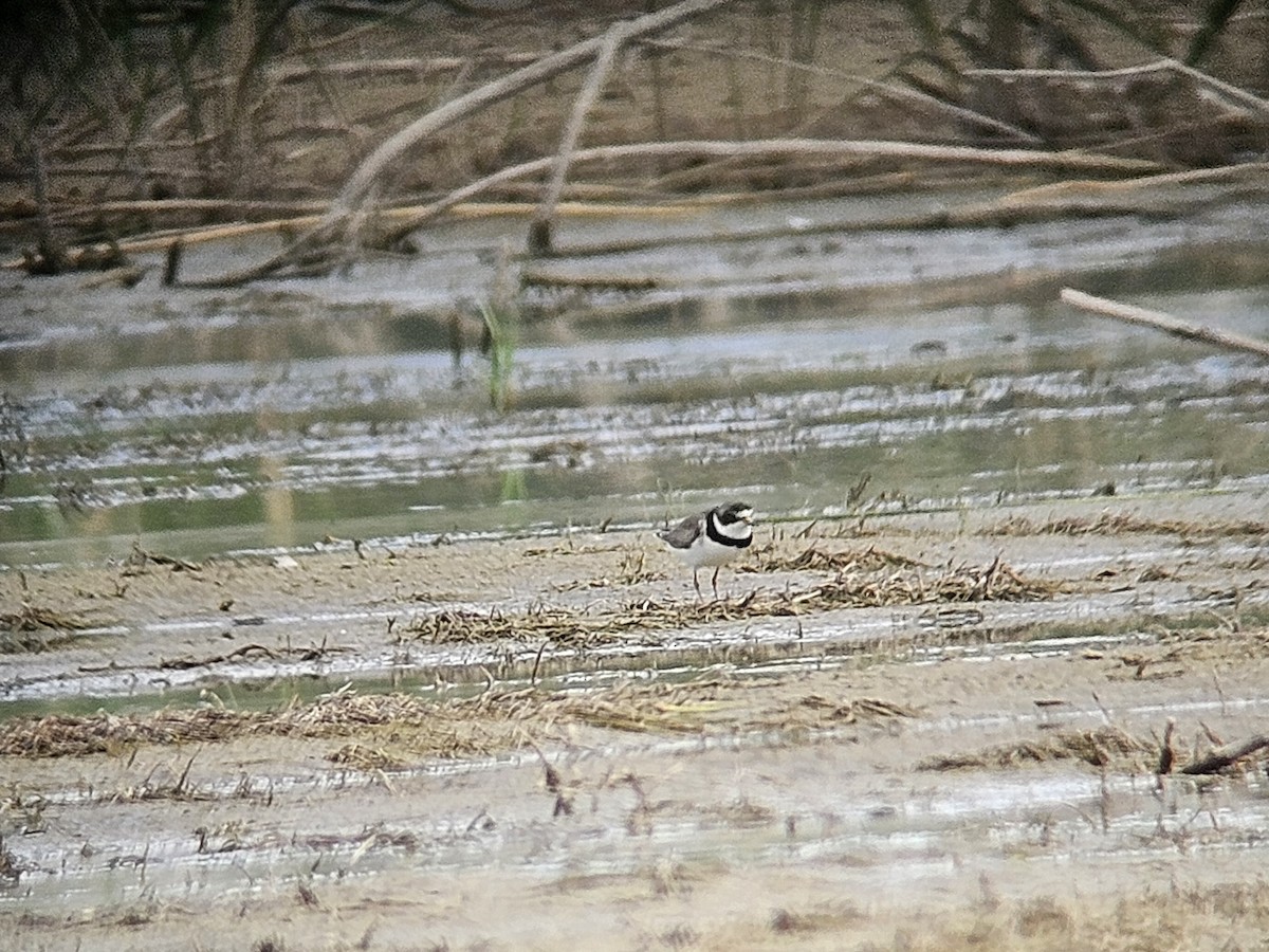 Semipalmated Plover - ML640642108