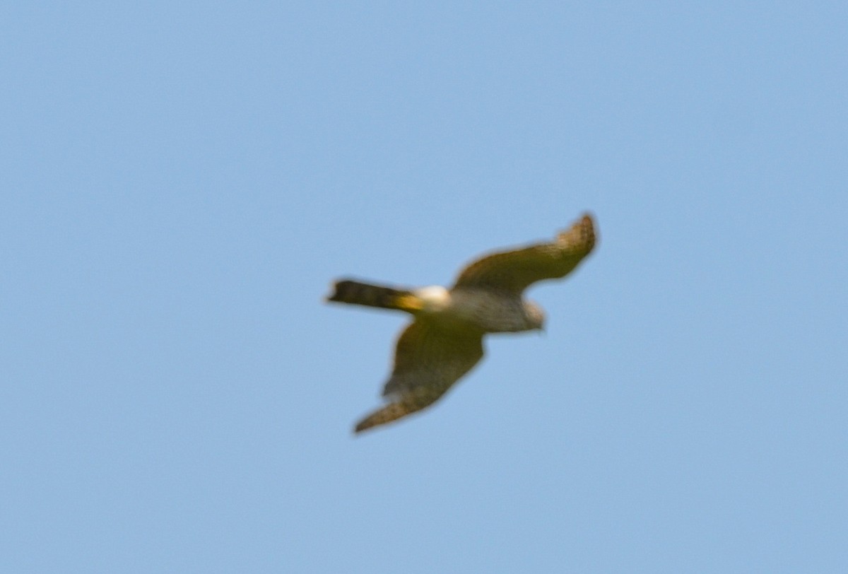 Accipitrine hawk sp. (former Accipiter sp.) - ML64064211