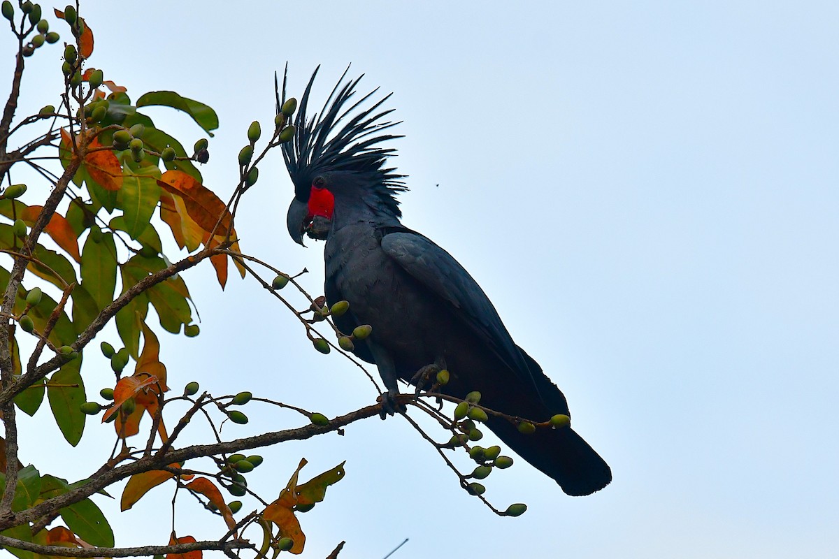 Cacatúa Enlutada - ML640642119