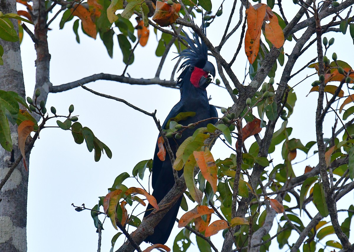 Cacatúa Enlutada - ML640642120