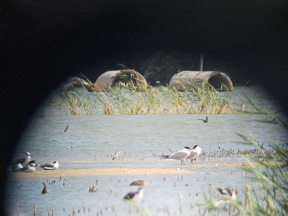 Caspian Tern - ML640642122