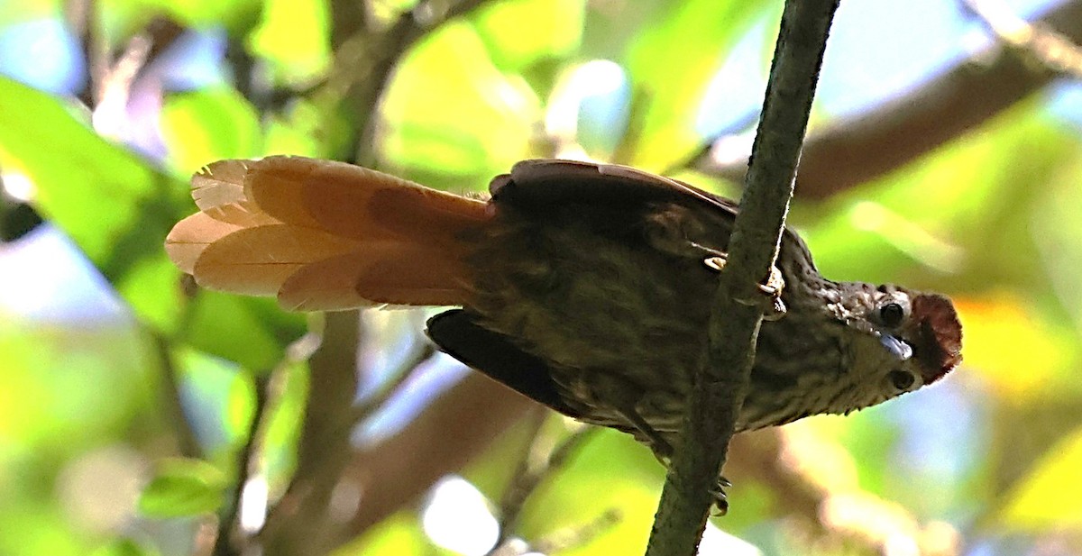 Striated Softtail - ML640642139