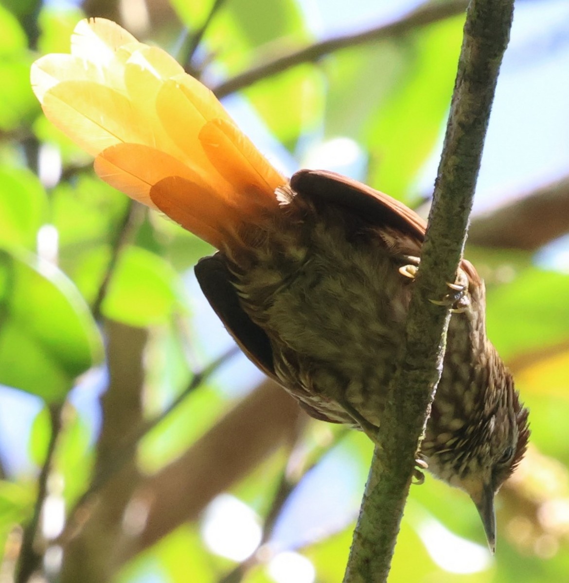 Striated Softtail - ML640642142