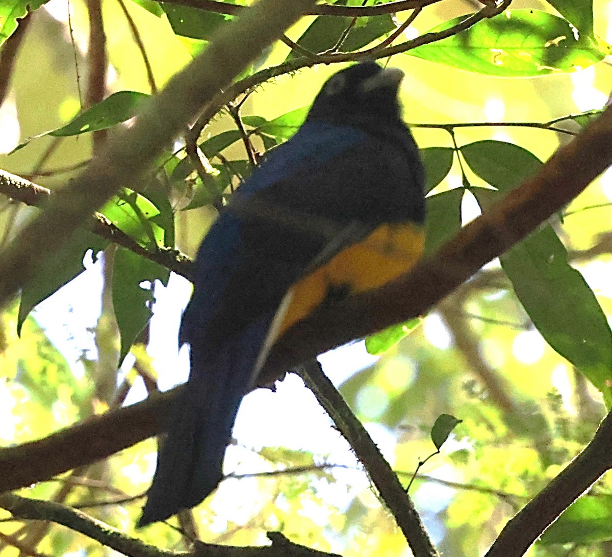 Green-backed Trogon - ML640642240