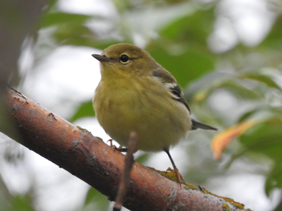Blackpoll Warbler - ML640642334
