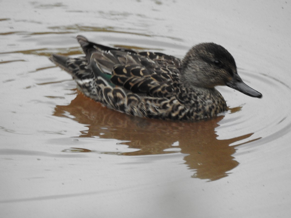 Green-winged Teal - ML640642338