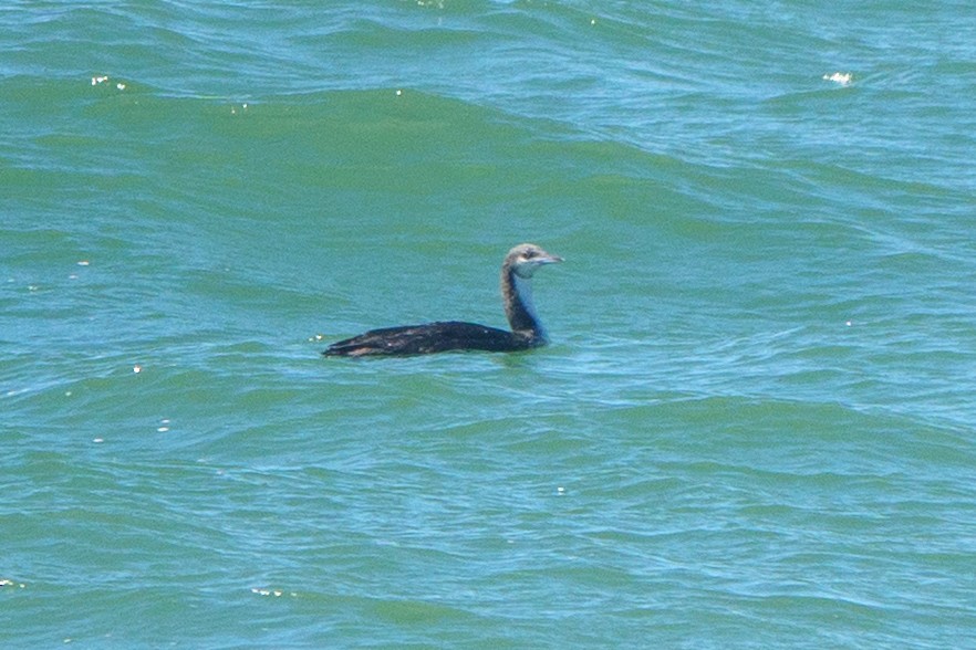 Pacific Loon - ML640642351