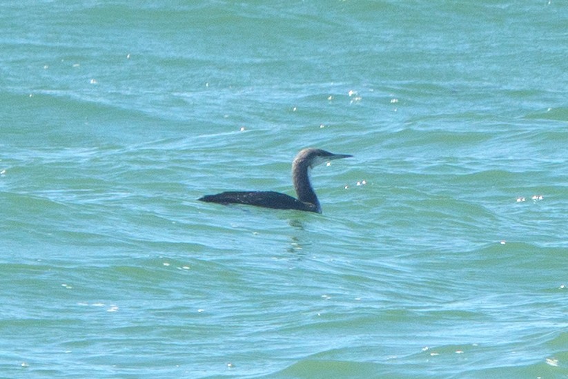 Pacific Loon - ML640642352