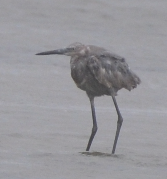 Reddish Egret - ML640642395