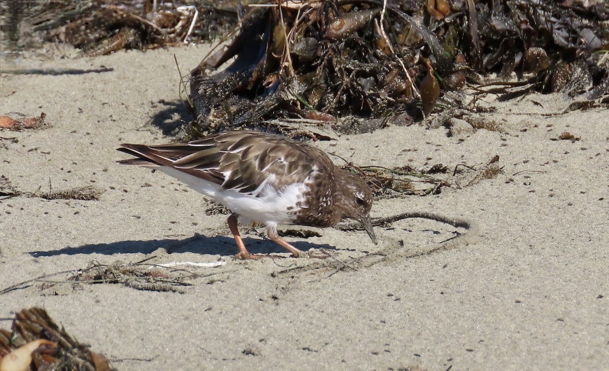 Black Turnstone - ML640642431
