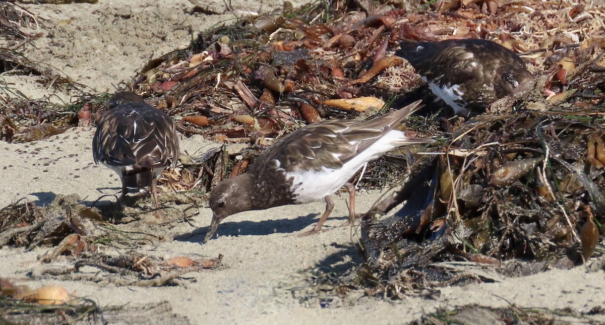 Black Turnstone - ML640642432