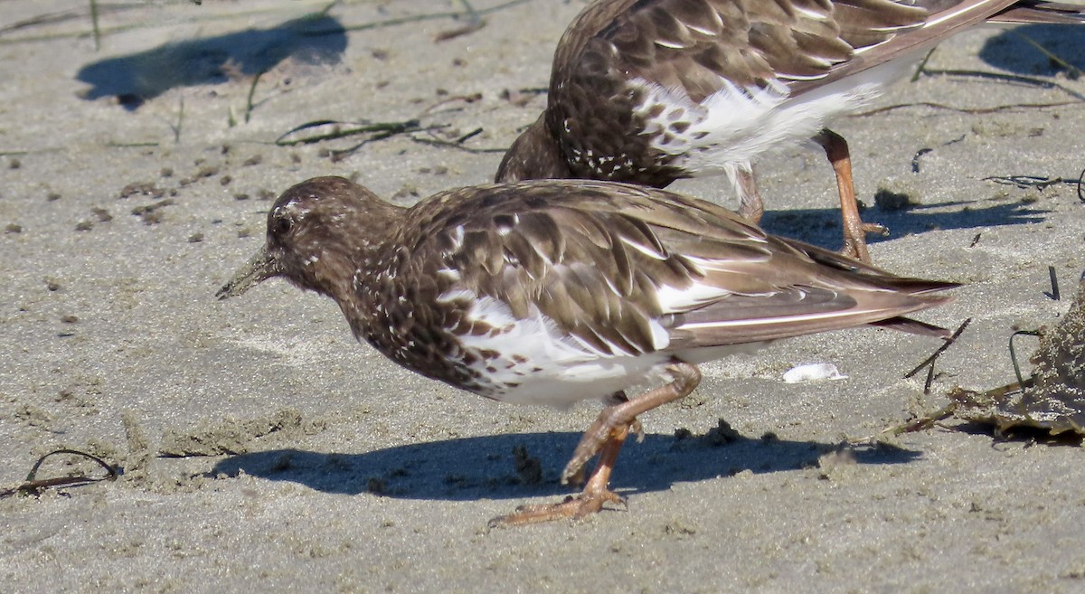 Black Turnstone - ML640642433