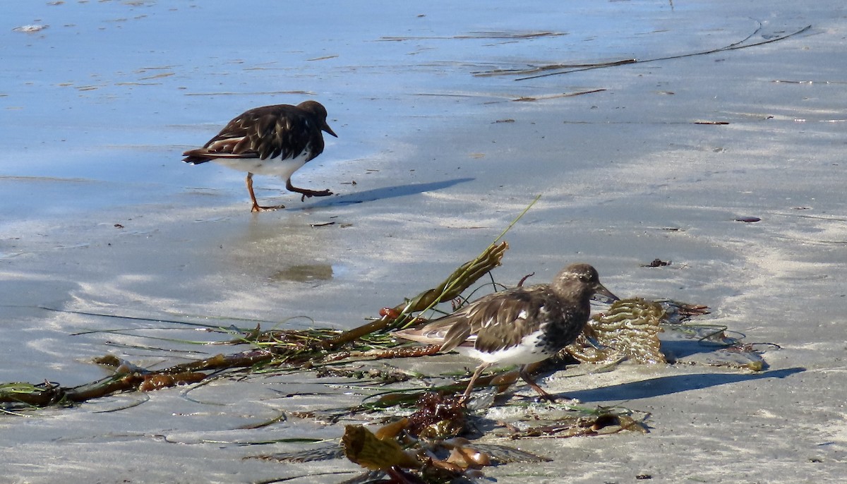Black Turnstone - ML640642434