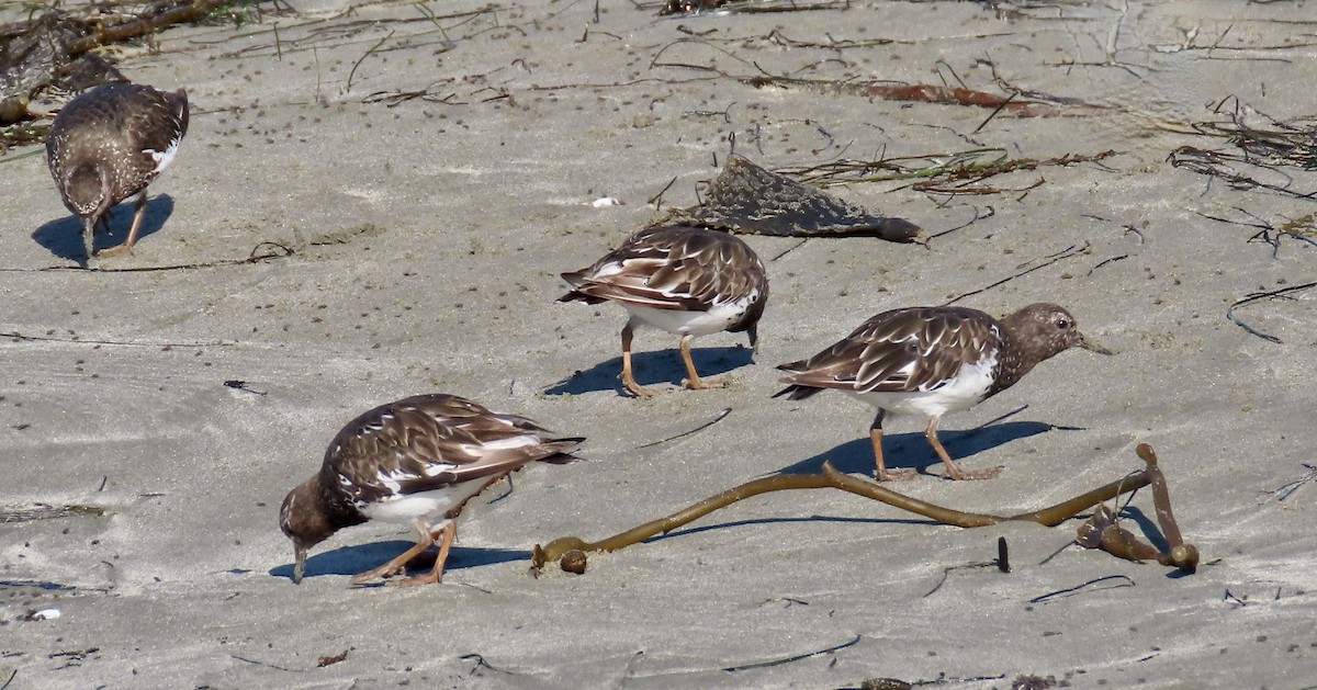 Black Turnstone - ML640642436