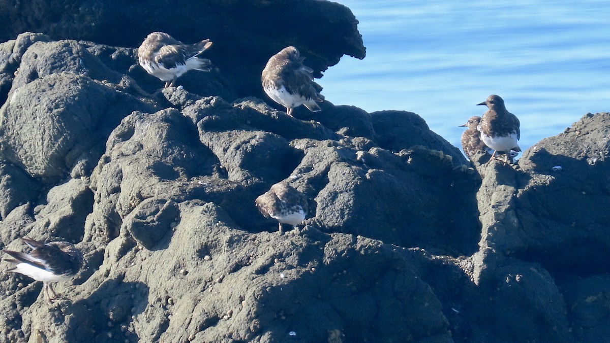 Black Turnstone - ML640642440