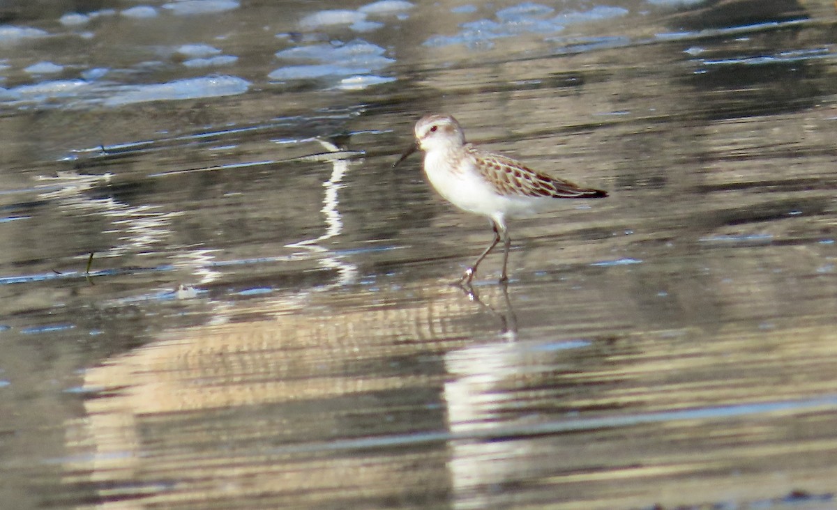 Western Sandpiper - ML640642442