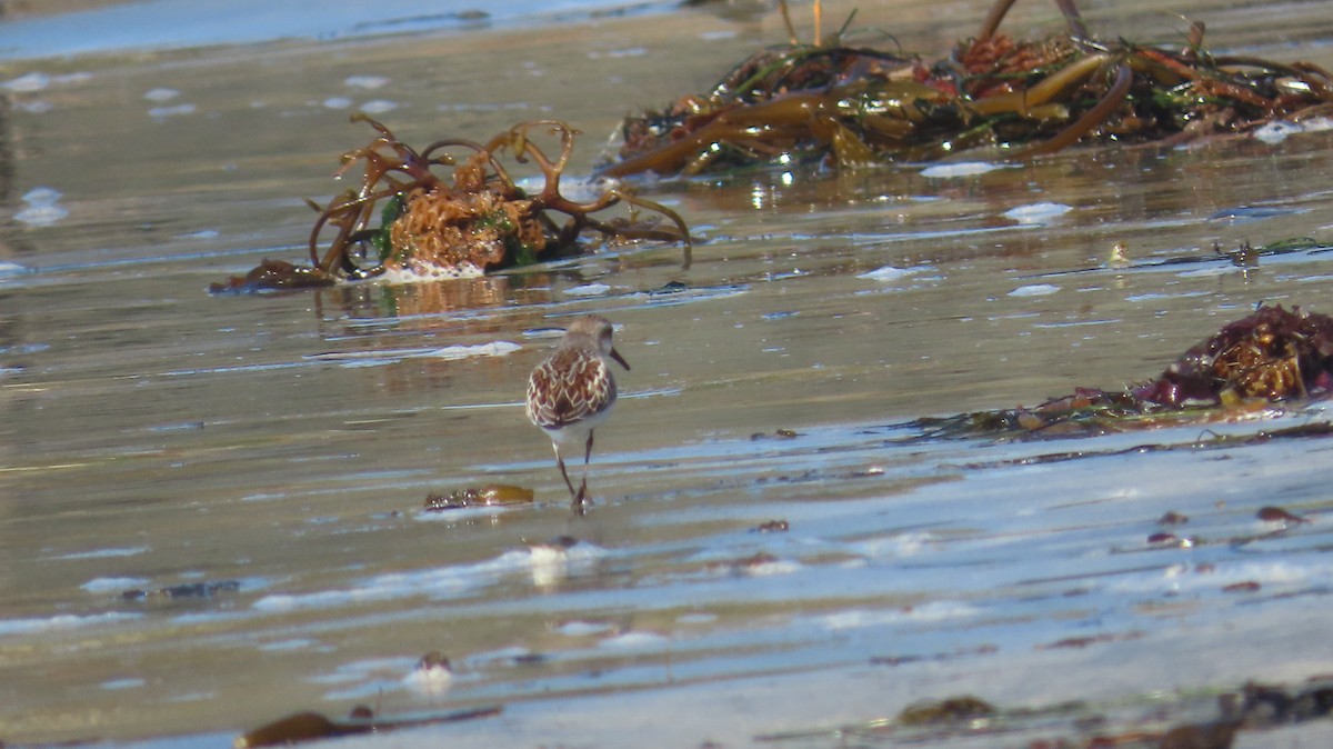 Western Sandpiper - ML640642446