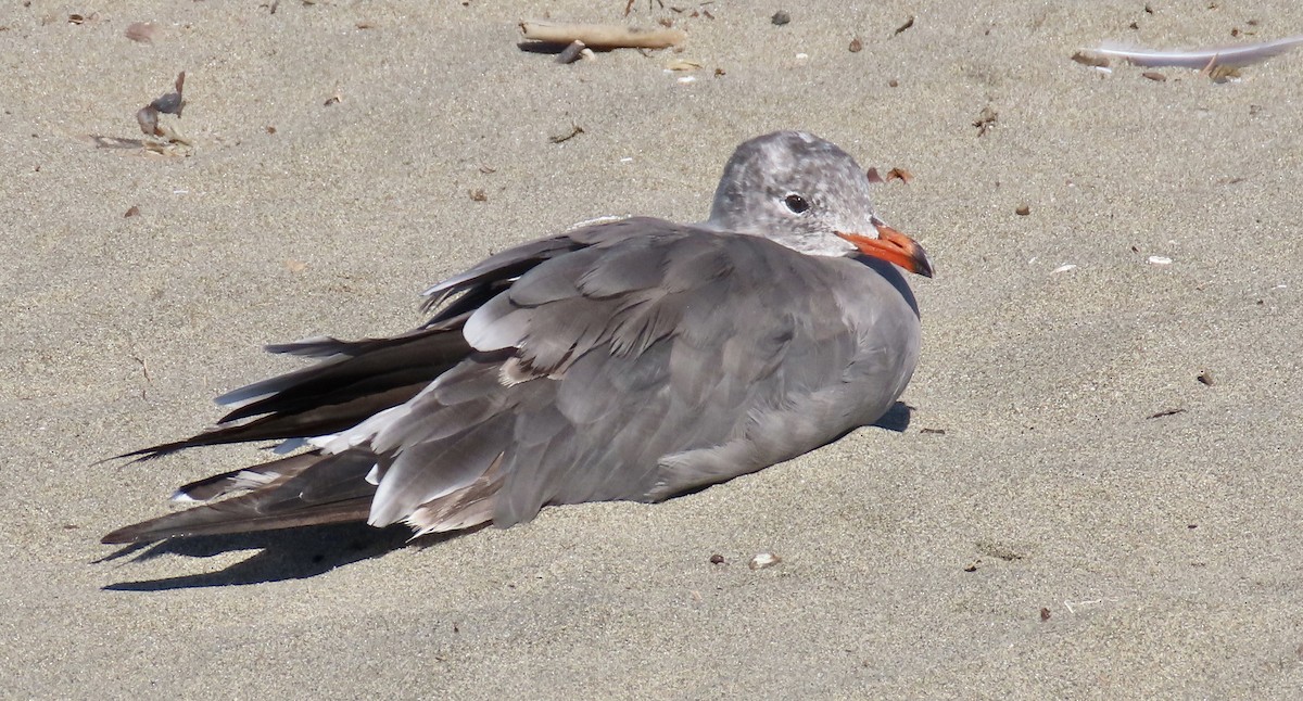 Heermann's Gull - ML640642449