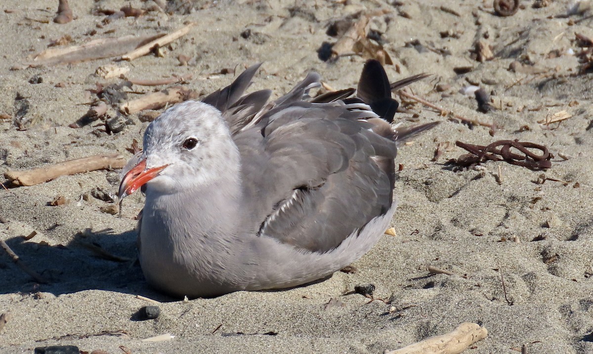 Heermann's Gull - ML640642451