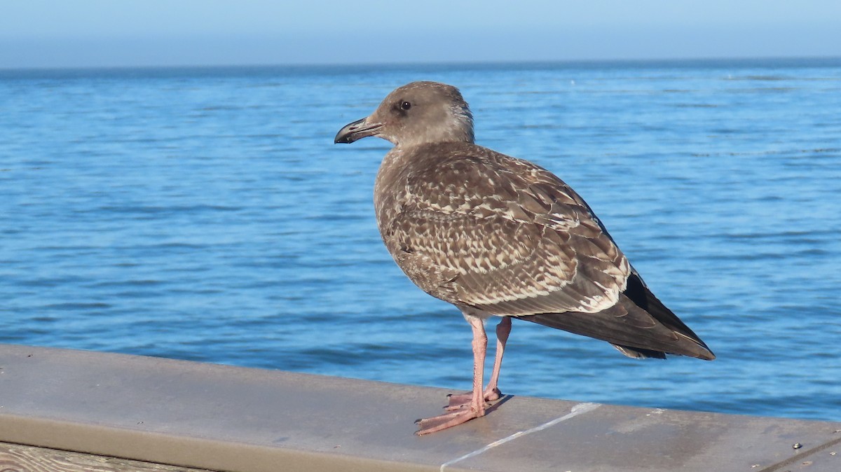 Western Gull - ML640642455