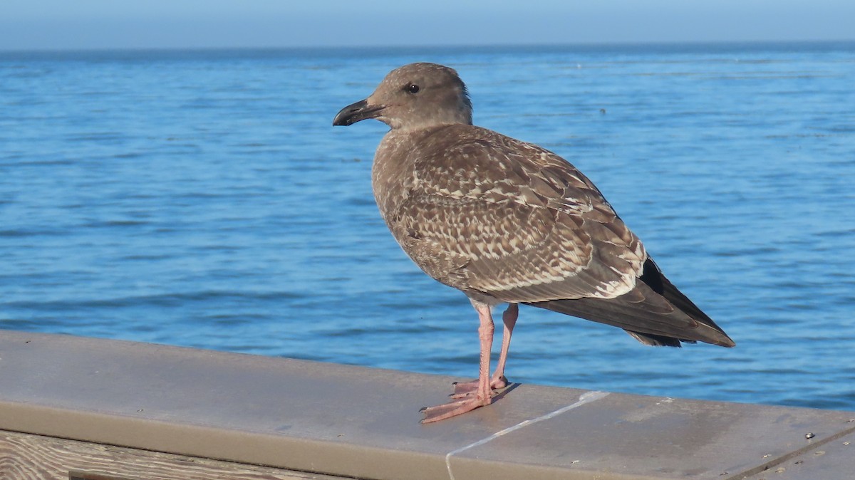 Western Gull - ML640642465