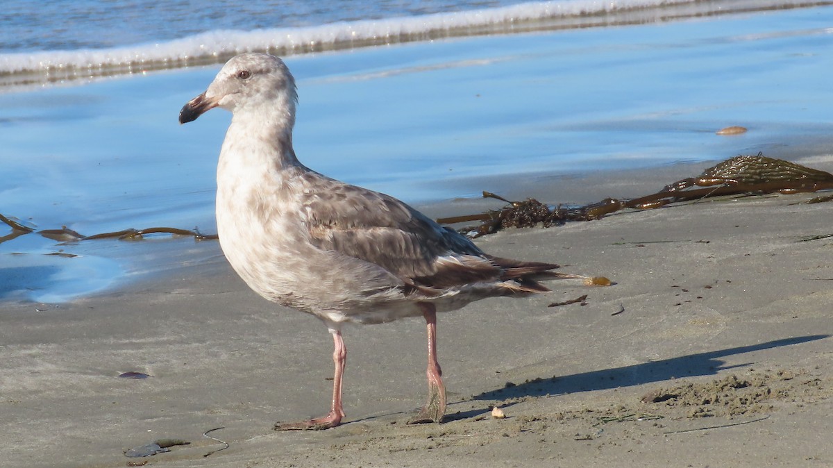 Western Gull - ML640642466
