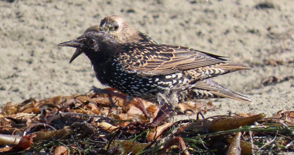 European Starling - ML640642471
