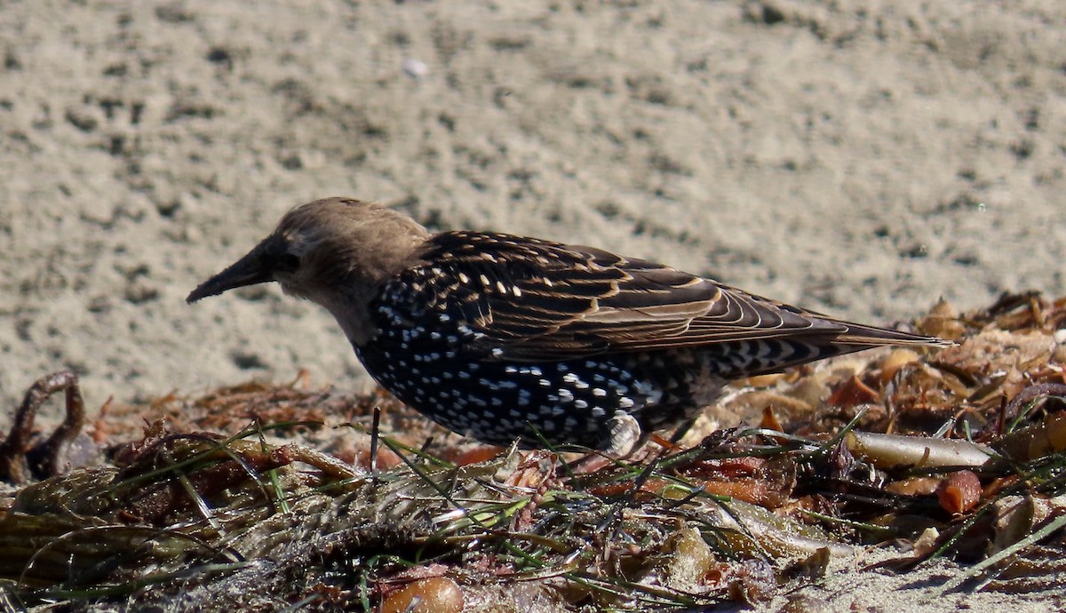 European Starling - ML640642472