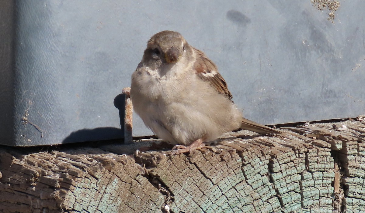 House Sparrow - ML640642480