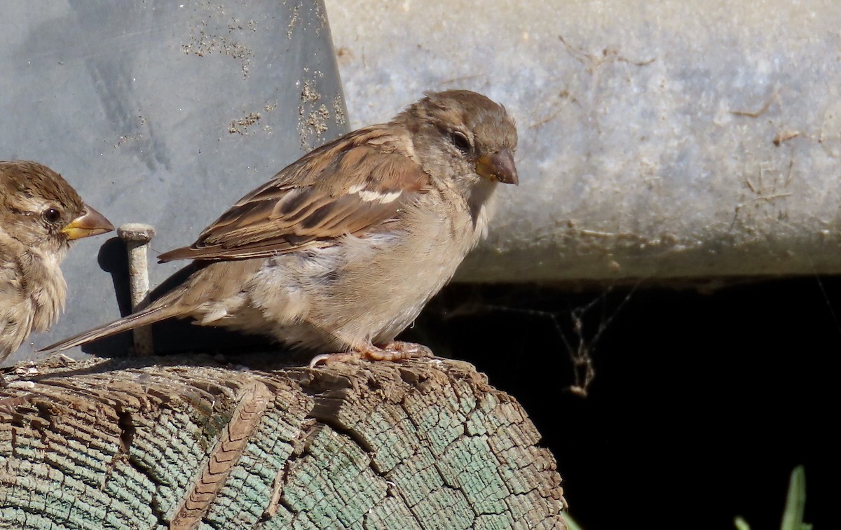 House Sparrow - ML640642486
