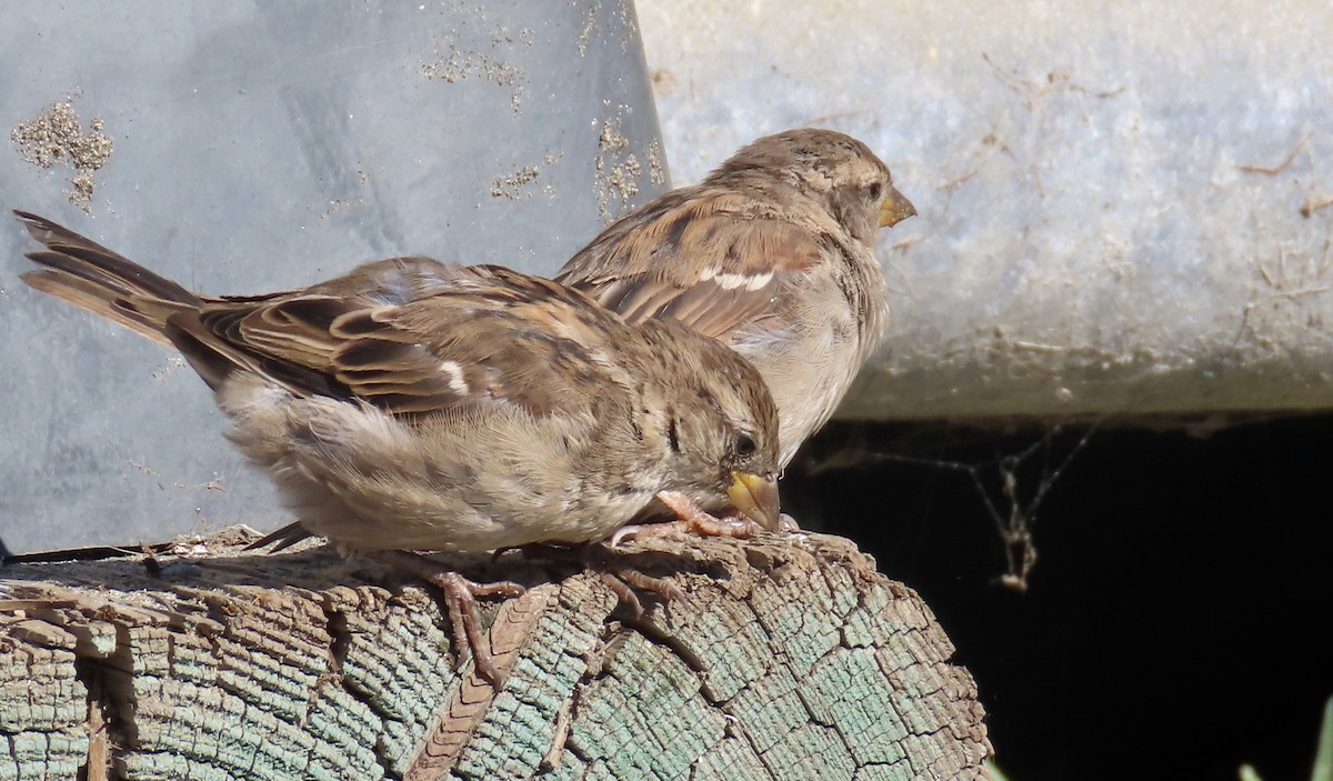 House Sparrow - ML640642489