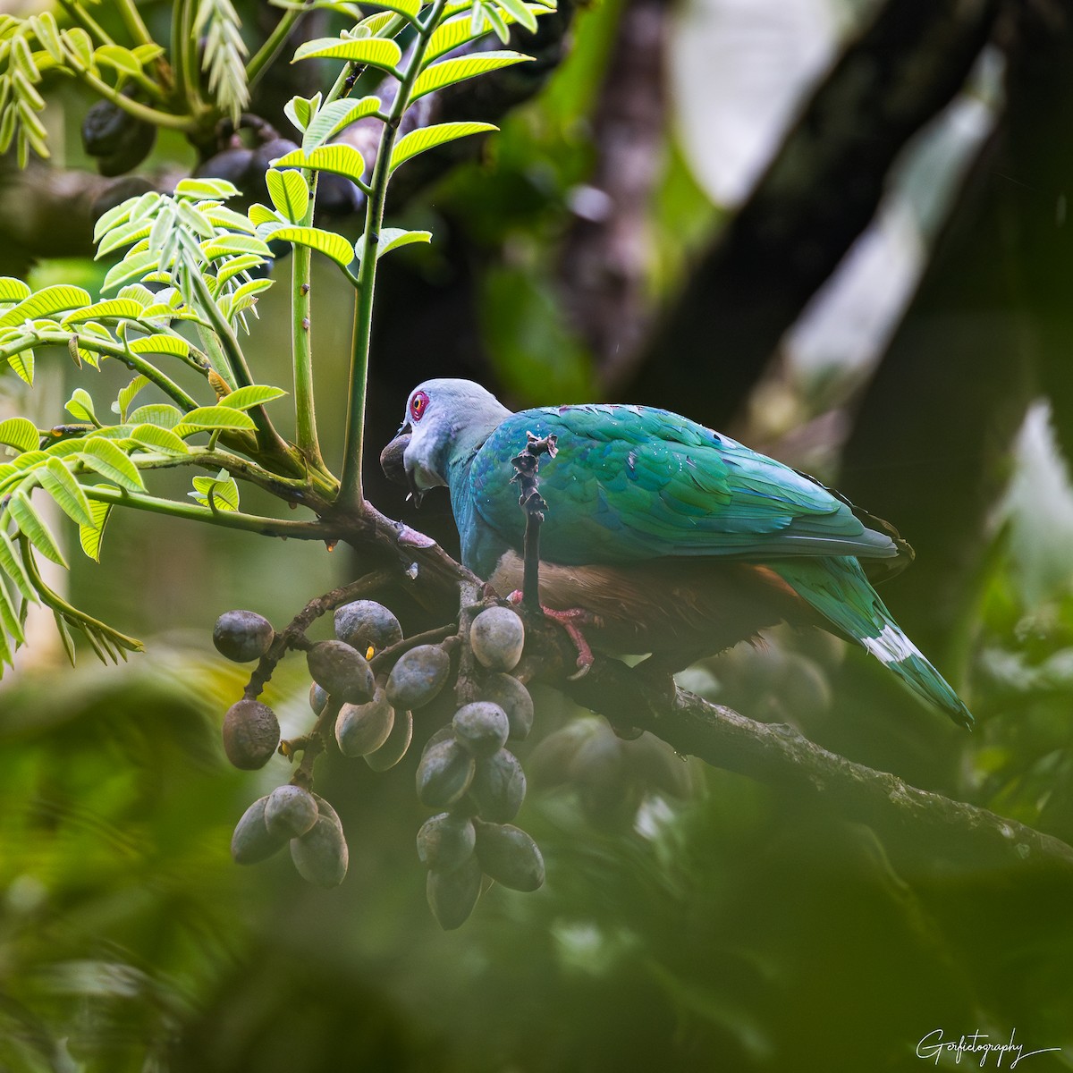 Pink-bellied Imperial-Pigeon - ML640642592