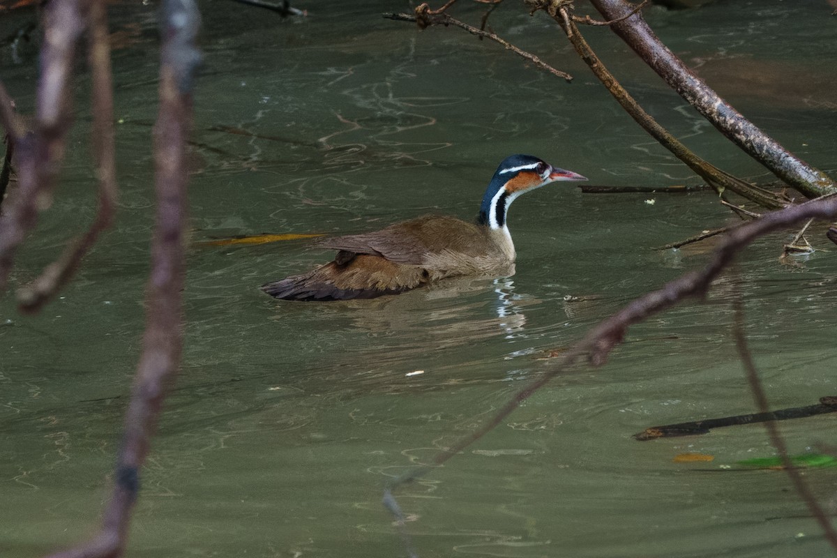 Sungrebe - ML640642598
