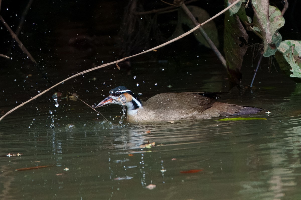 Sungrebe - ML640642599