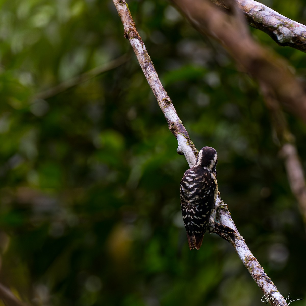 Philippine Pygmy Woodpecker - ML640642619