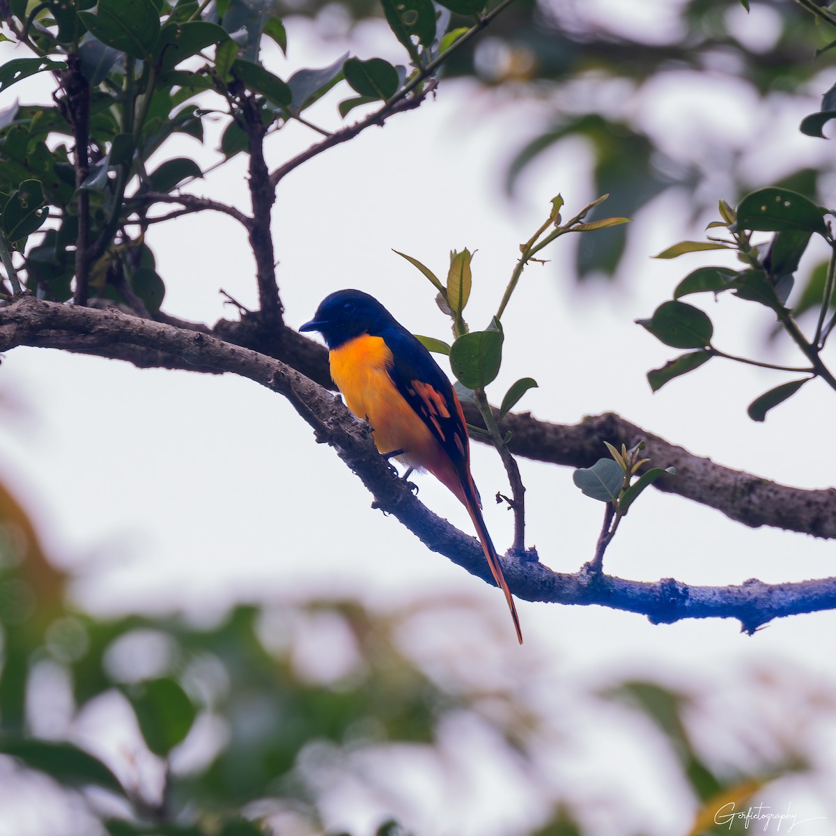 Scarlet Minivet - ML640642625