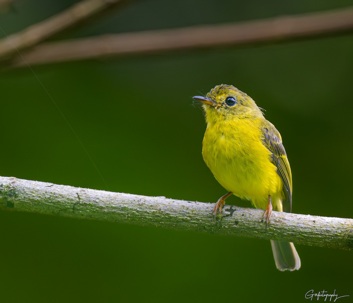 Citrine Canary-Flycatcher - ML640642634